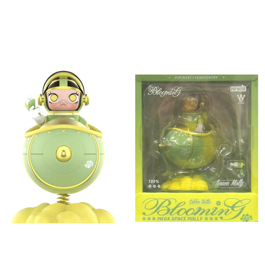 MEGA SPACE MOLLY 100% Blooming-Golden Wattle